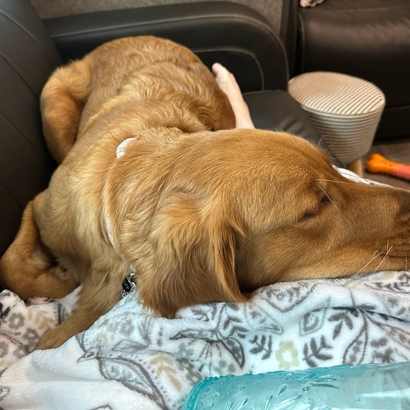 Meet your Posher, Casey - Picture 1 of 1